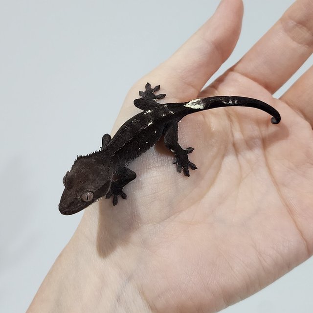 Axanthic