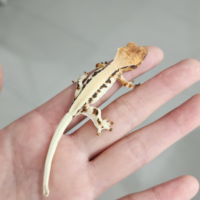 릴리 세이블 솔리드백