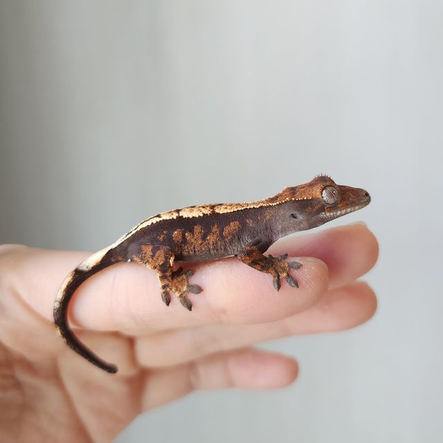 세이블