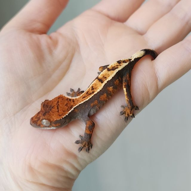 세이블