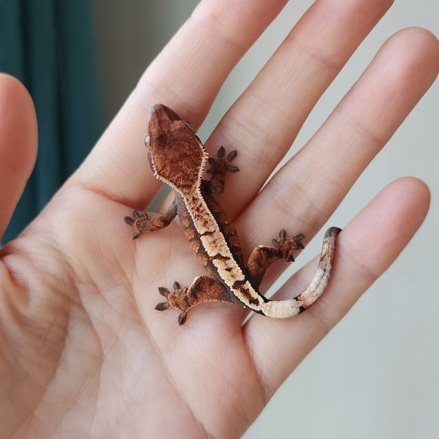 세이블