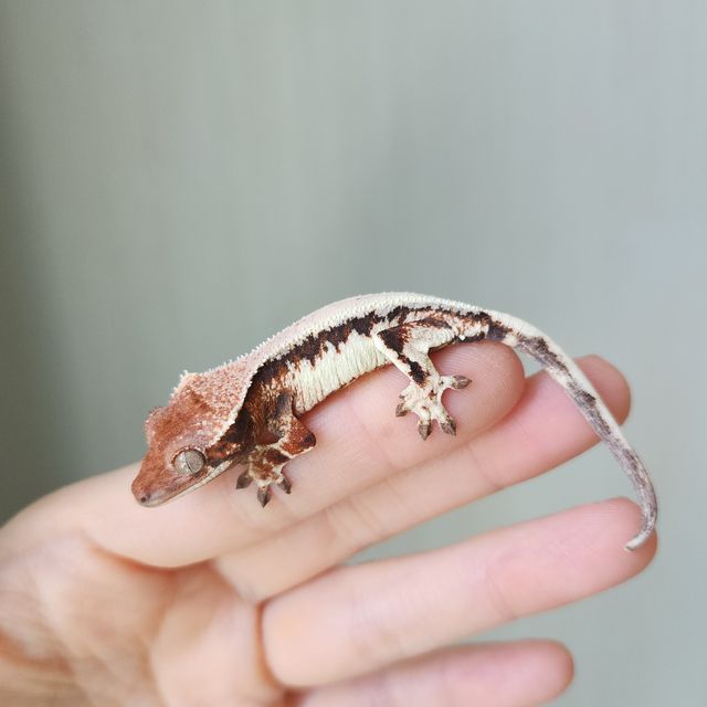 릴리 세이블