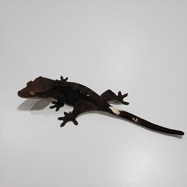 Charcoal Axanthic