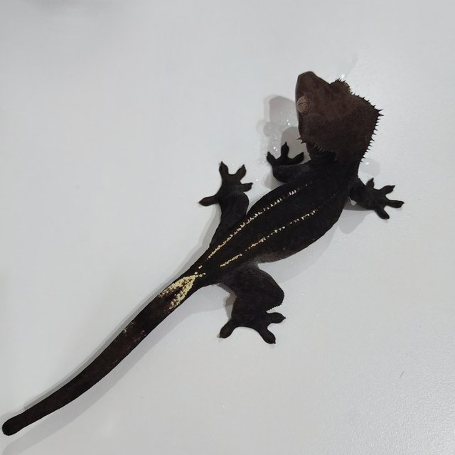 Axanthic