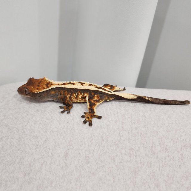 Full Pinstripe Sable