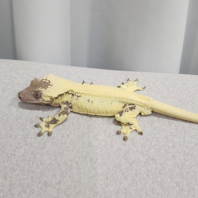 릴리 세이블 솔리드백