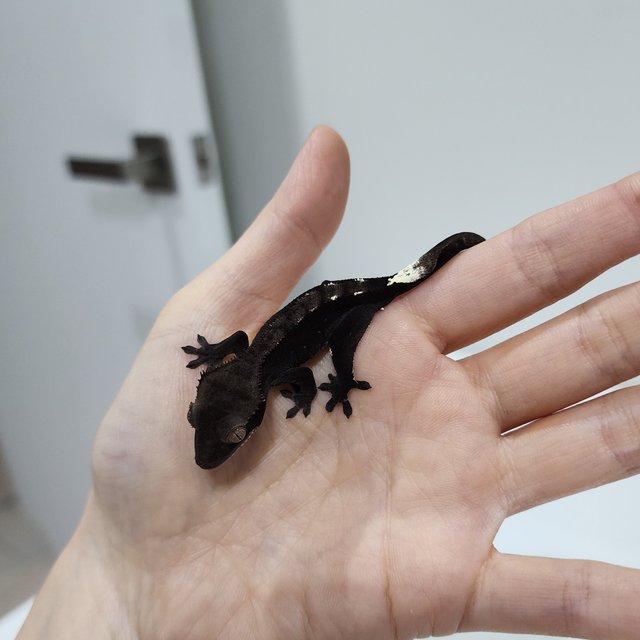Axanthic