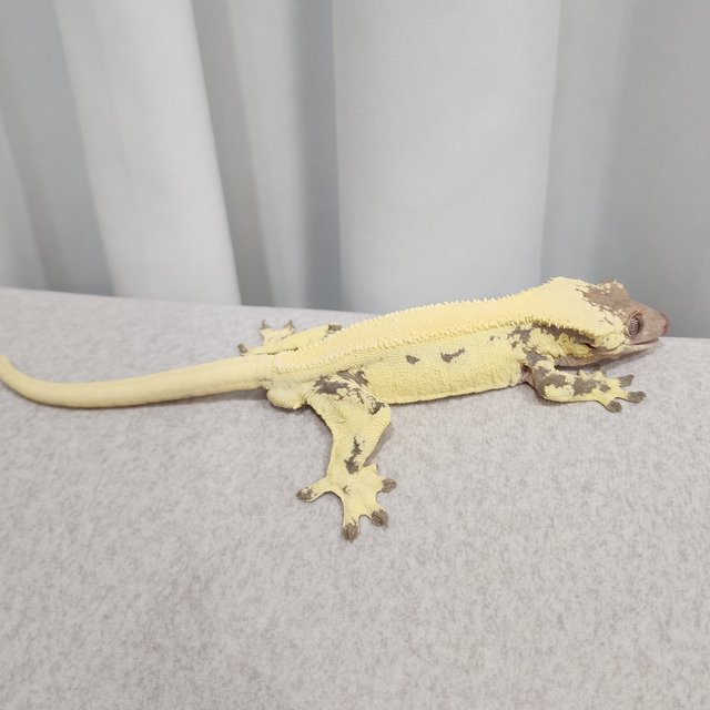 릴리 세이블 솔리드백