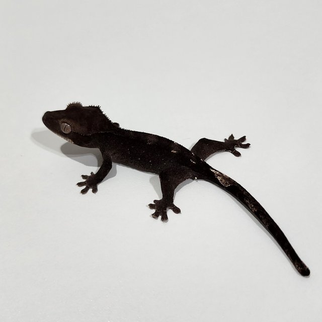 Axanthic
