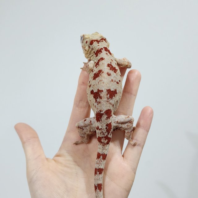 Blotched Red