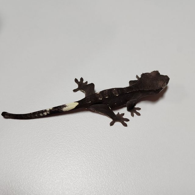 아잔틱 알티 챠콜