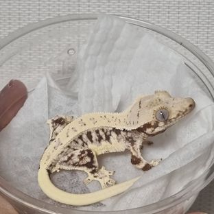 동석이2세