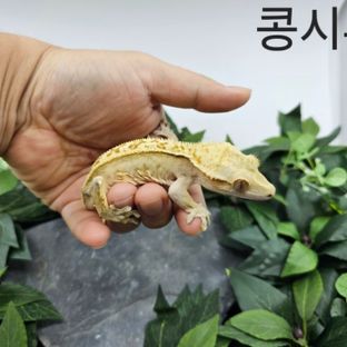 콩시루