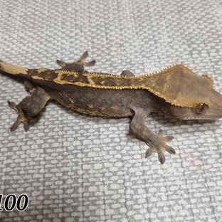 100%헷아잔틱