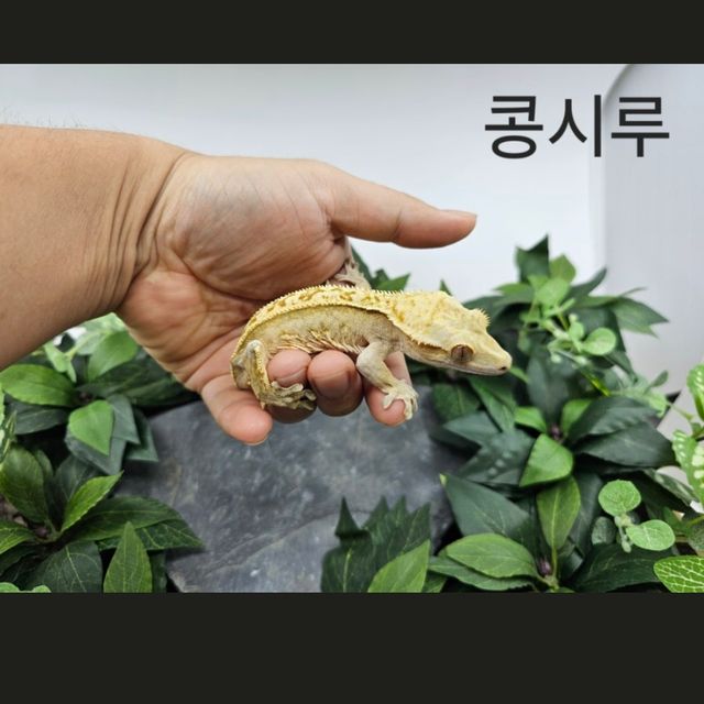 노멀 트라이 핀스트라이프 풀핀