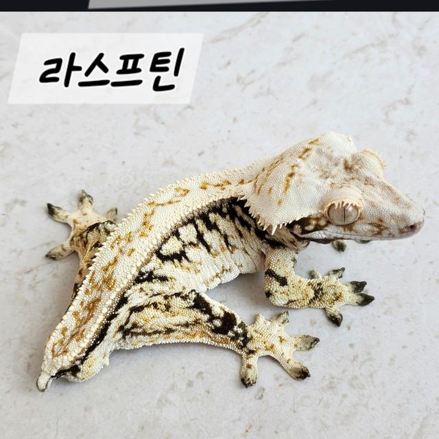 노멀