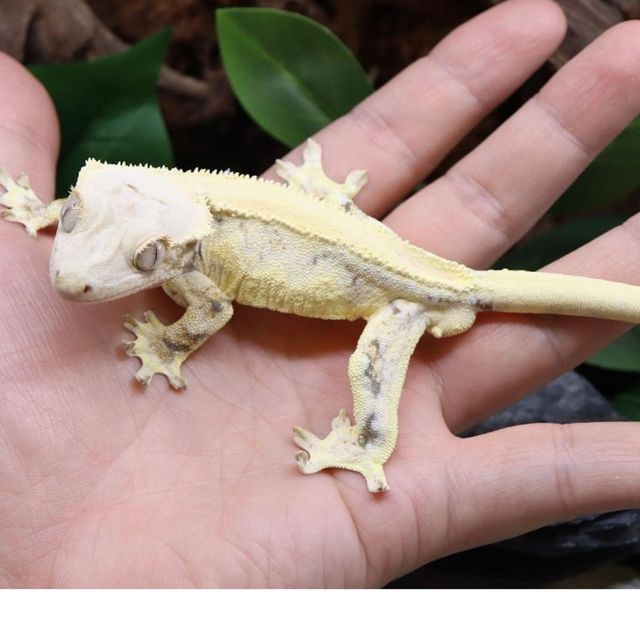 릴리화이트 솔리드백 화이트