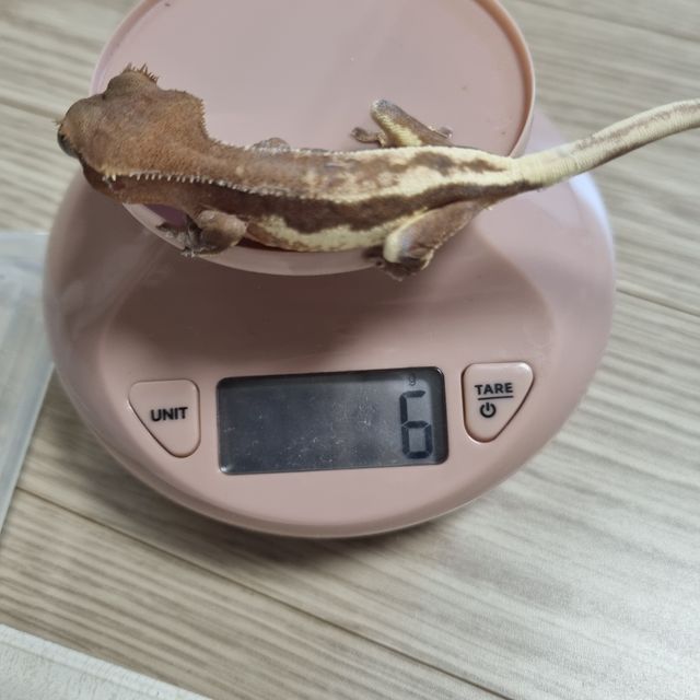 릴리 세이블