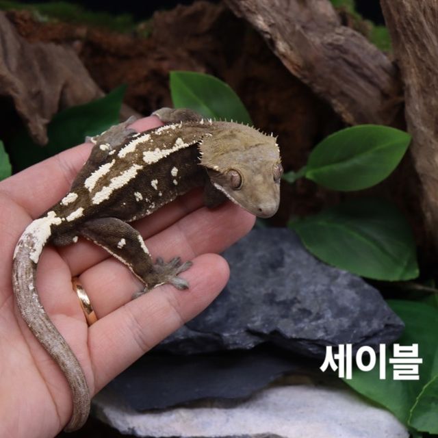 세이블