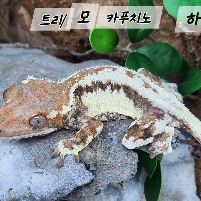 카푸치노