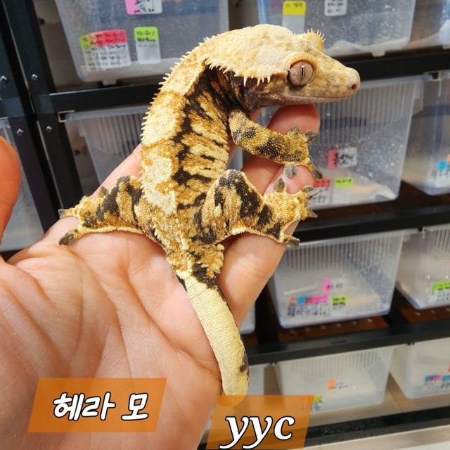 노멀 할리퀸