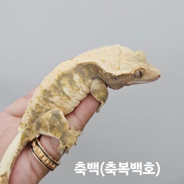 노멀 크림 화이트
