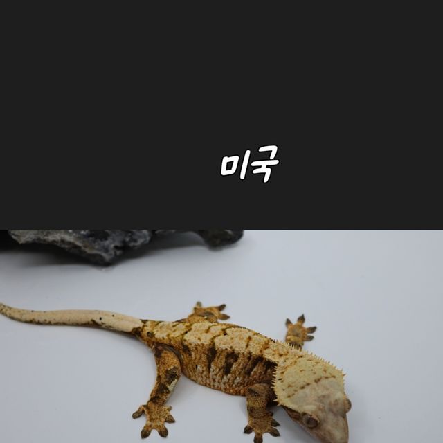 노멀 트라이