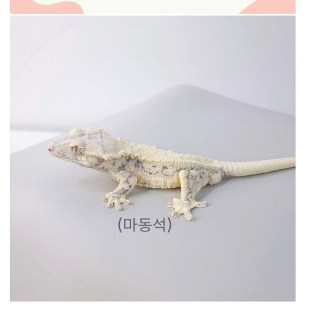 릴리화이트