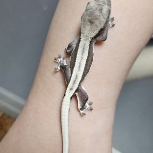 릴잔틱