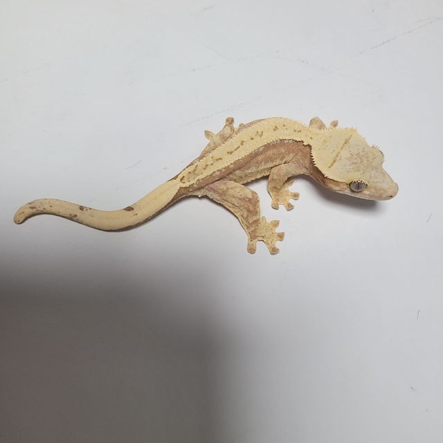 노멀
