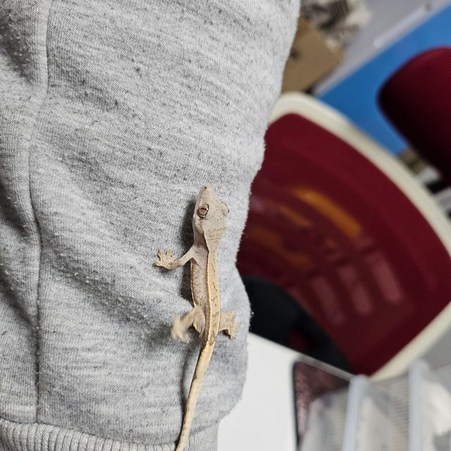 노멀
