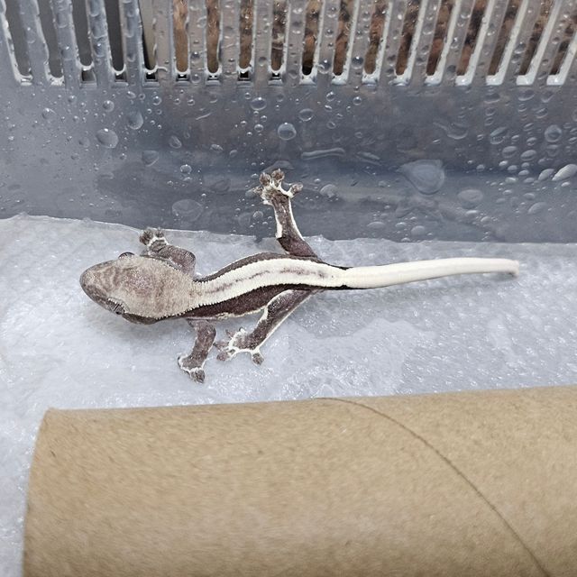 릴잔틱