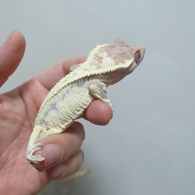 프라푸치노