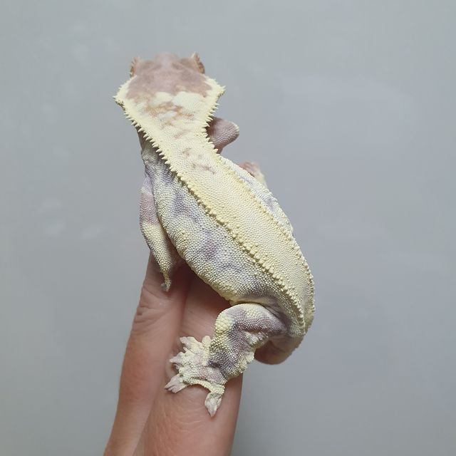 프라푸치노