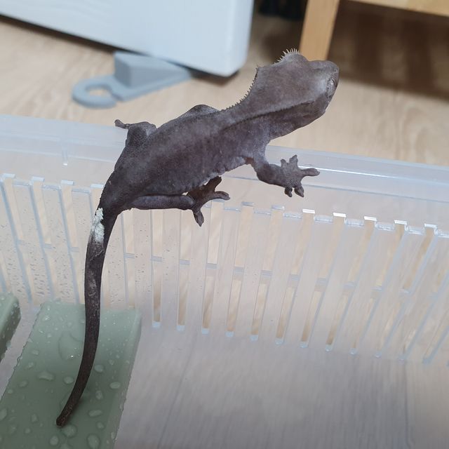 아잔틱