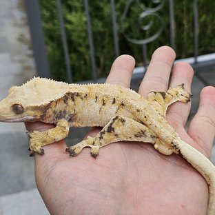 트라이 익스트림할리퀸 드리피 화이트스팟