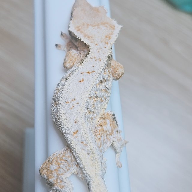 릴리화이트 화이트 옐로우 트라이