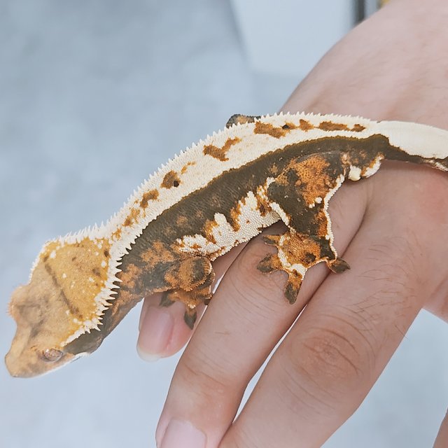 노멀 화이트핀 화이트포트홀 풀핀 텐저린