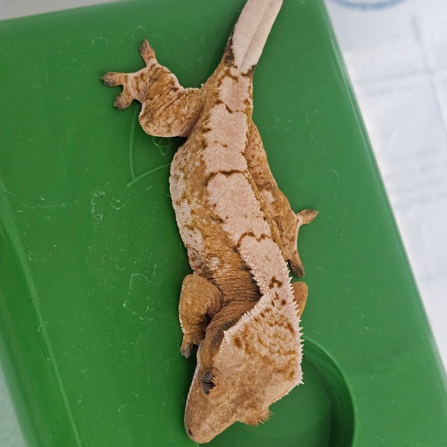 노멀 트라이 텐저린