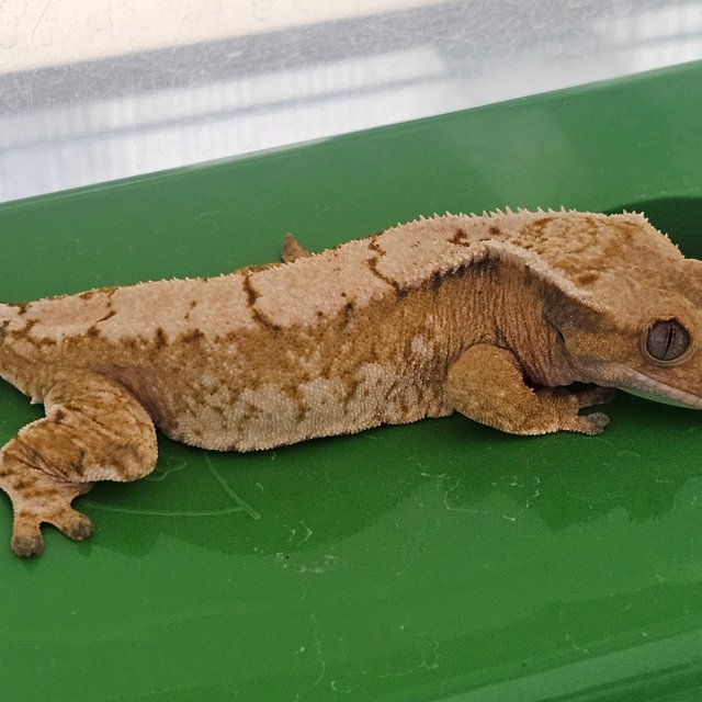 노멀 트라이 텐저린