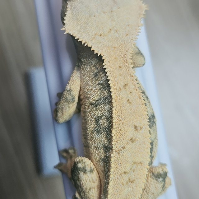 노멀 드리피 풀핀