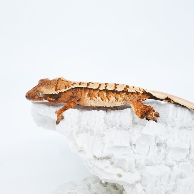 노멀 트라이 익스트림할리퀸 텐저린