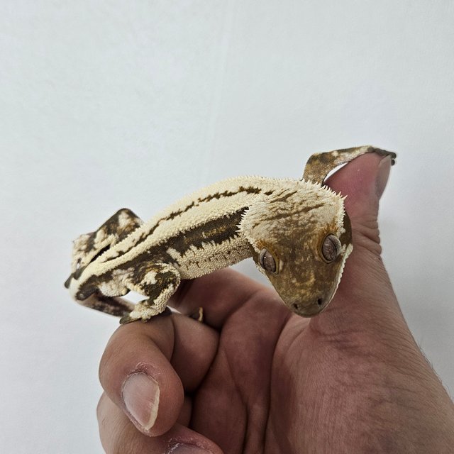 노멀 트라이 쿼드 풀핀 핀스트라이프