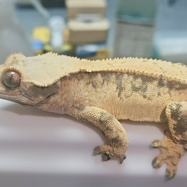 노멀 드리피 풀핀