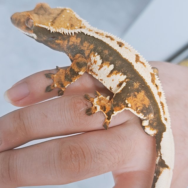 노멀 화이트핀 화이트포트홀 풀핀 텐저린