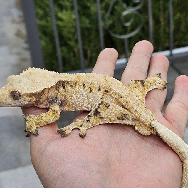 트라이 익스트림할리퀸 드리피 화이트스팟