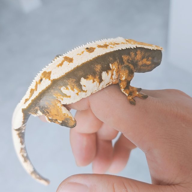 노멀 화이트핀 화이트포트홀 풀핀 텐저린