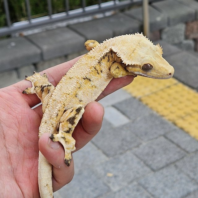 트라이 익스트림할리퀸 드리피 화이트스팟