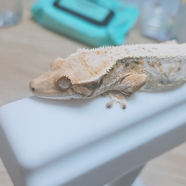 릴리화이트 화이트 옐로우 트라이