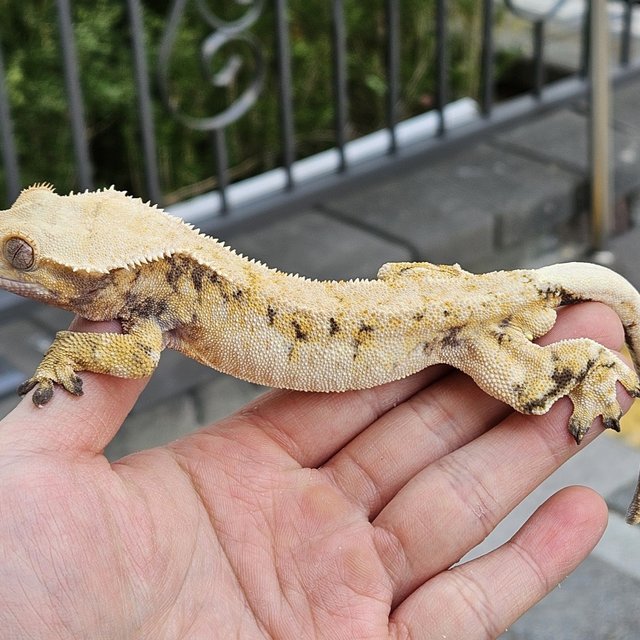 트라이 익스트림할리퀸 드리피 화이트스팟